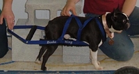 Jemm's American Bulldogs